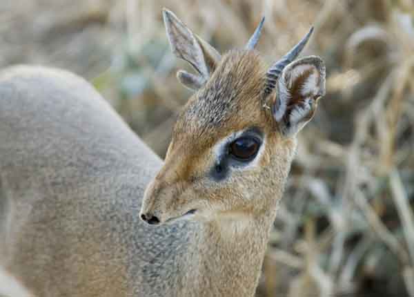 Antílope Dik Dik - parque nacional de Tarangire - Tanzania 2.jpg